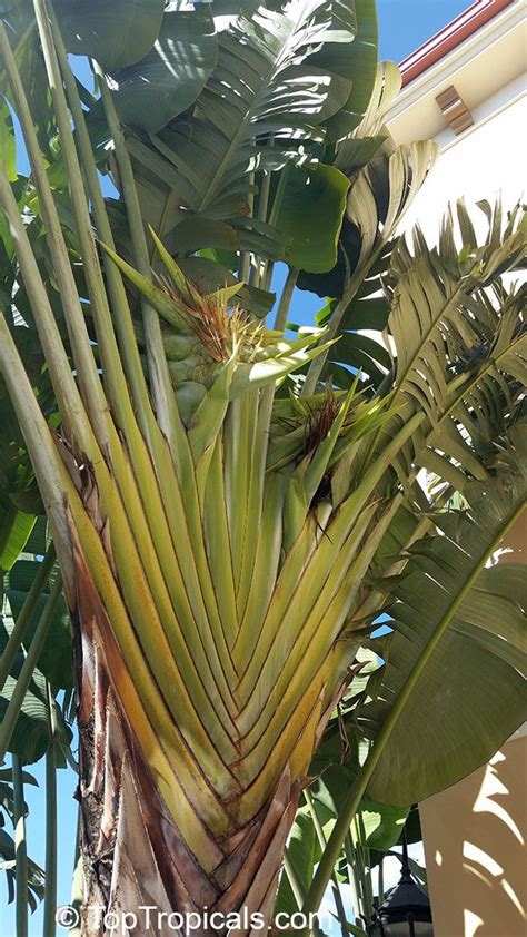 Ravenala Madagascariensis Travellers Palm Toptropicals Com