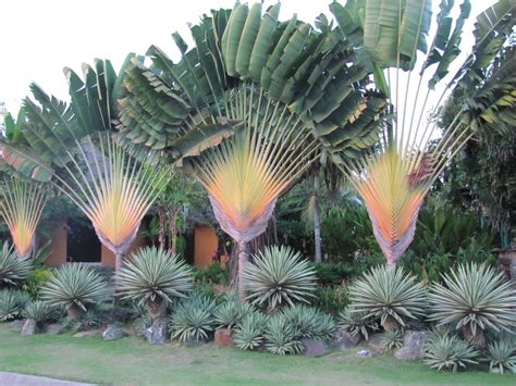 Ravenala Madagascariensis Travellers Palm