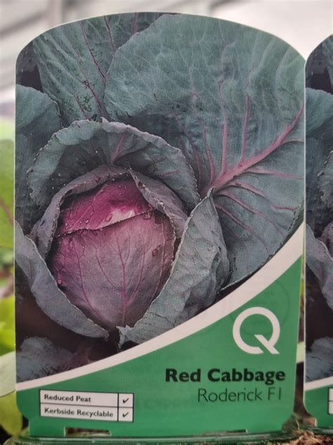 Red Cabbage Roderick Multi Strip Pack Holland House Garden Centre Preston