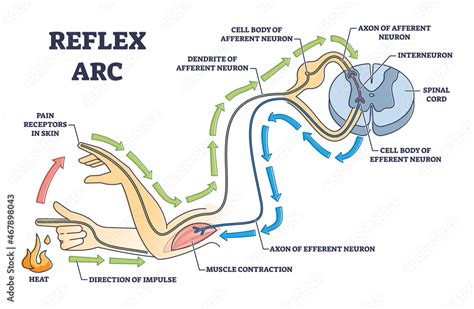 Reflex Arc Explanation With Pain Signals And Receptor Impulse Outline