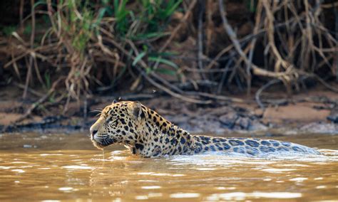 Refreshing Locally Minded Conservation In Colombia S Orinoco River