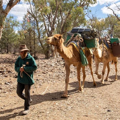 Remote Northern Flinders Ranges Camel Trek South Australia Adventure