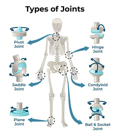 Revision Notes On Joints Cbse Class 11