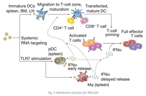 Rna Vaccines In Melanoma And Prostate Cancer Cancer Biology