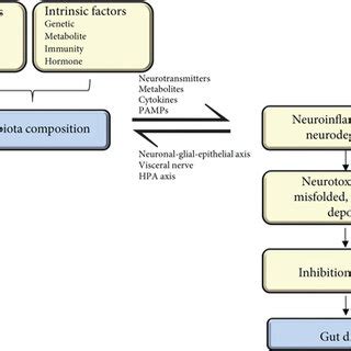 Role Of Escherichia Coli E Coli Some Various Ways And Genes