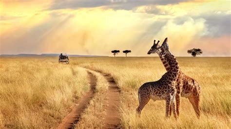 Safari Destinations In Africa A Travel Guide To The Top Destinations