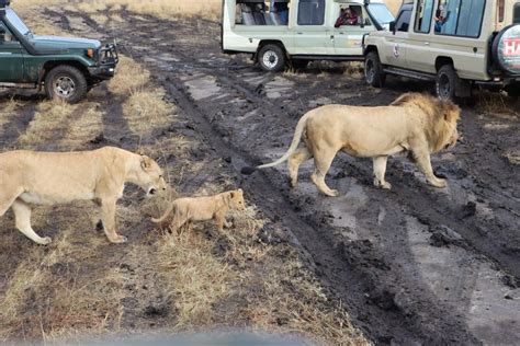 Safari To Masai Mara Travel Guide Packages Cost