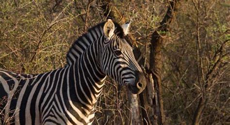 Safari Without The Crowds Destinology