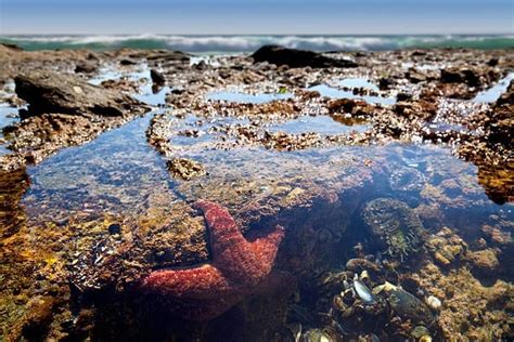 San Diego Tide Pools Guide To The 10 Most Amazing Tide Pools