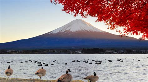 Scenic Spots Of Mount Fuji Full Day Bus Tour From Tokyo