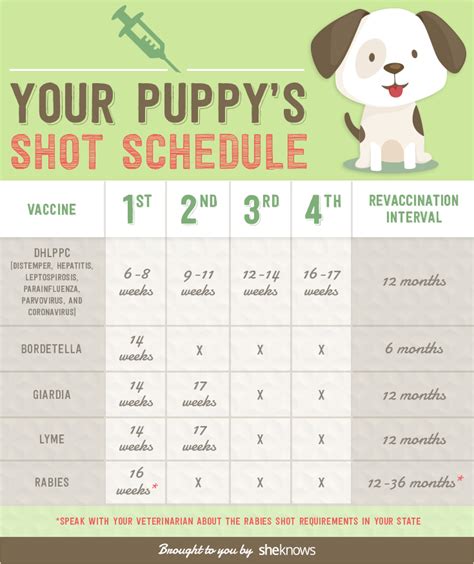 Schedule Vaccine For Puppies