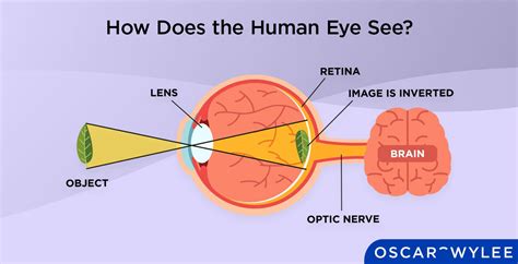 Science Of Vision How Do Our Eyes Enable Us To See How It Works