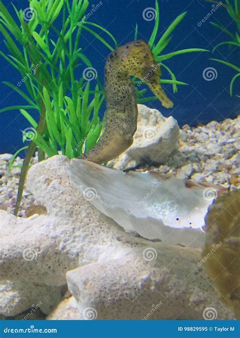 Sea Horse Stock Image Image Of Florida Aquarium Destin 98829595