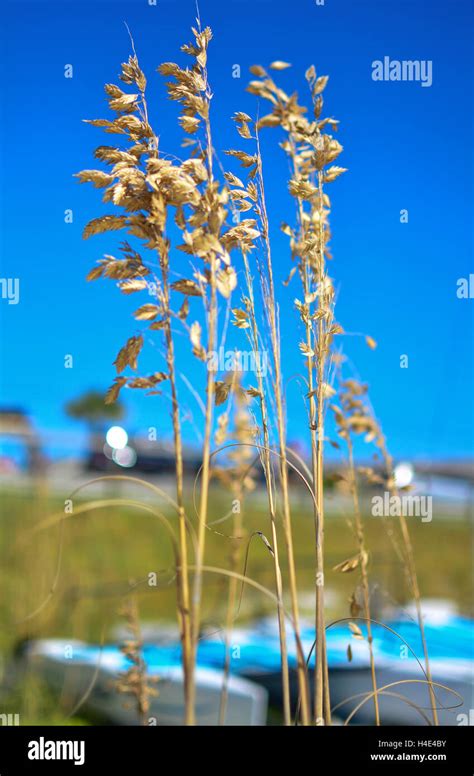 Sea Oats On A Beach In Sandestin Destin Florida Stock Photo Alamy