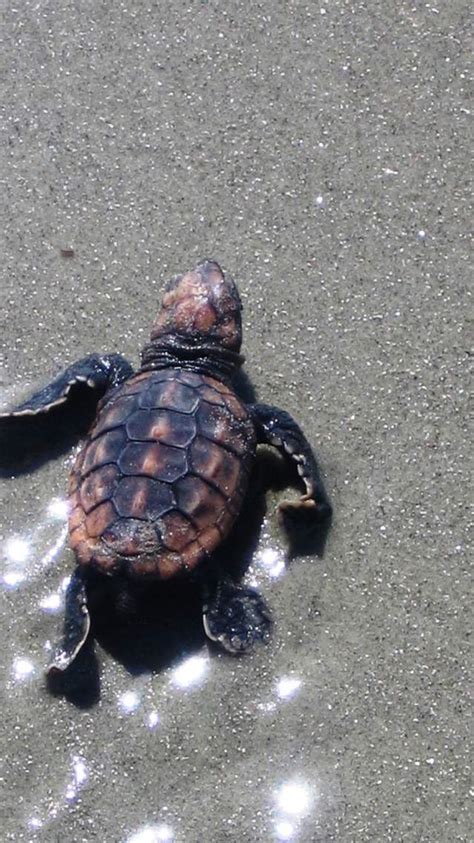 Sea Turtle Facts Info Golden Isles Ga