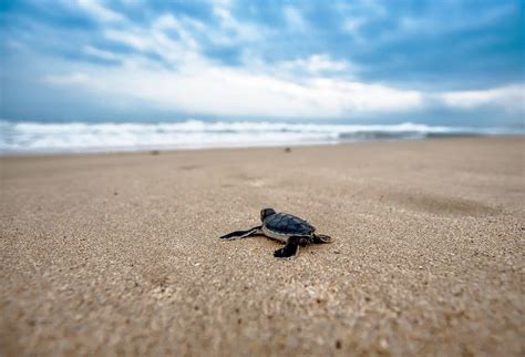 Sea Turtles Nesting In Destin Florida