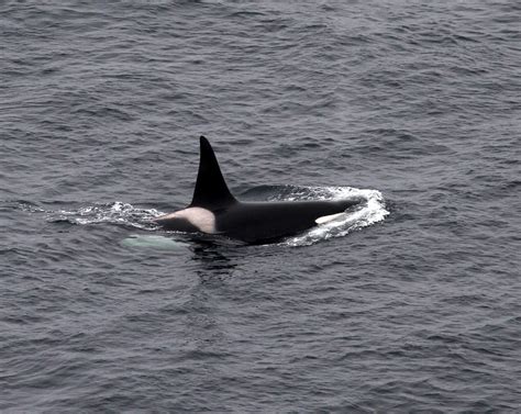 Sea Watch Foundation Sea Watch Orca Sightings 1969 2018