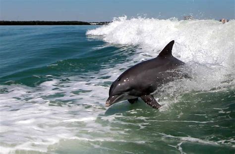 Seaquest Dolphin Sightseeing Tour Tripshock