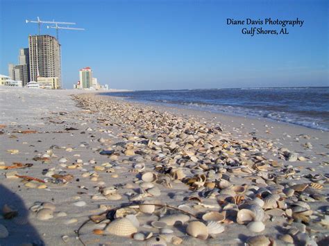 Seashells By The Seashore Gulf Shores Al Gulf Shores Alabama