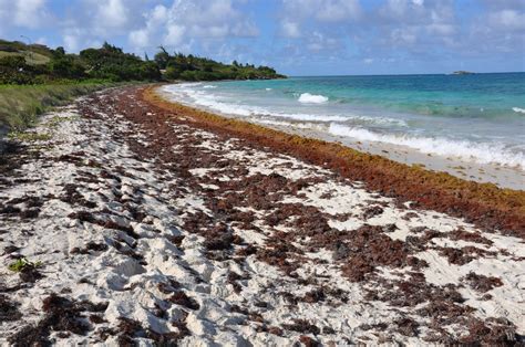 Seaweed Beach Extreme Hotels Cabarete