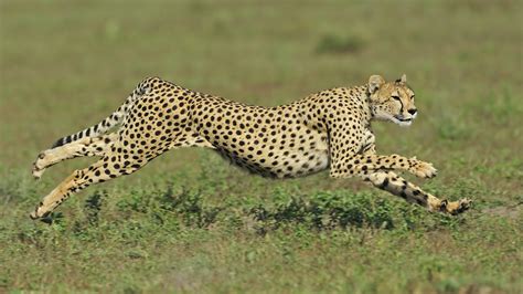 Second Fastest Animal In The World