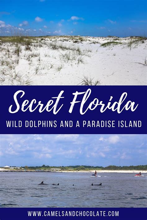 Secret Florida At Shell Island Where The Dolphins Play Camels