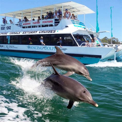 Seeing A Dolphin From A Boat Is Fun But Getting Up Close And Personal