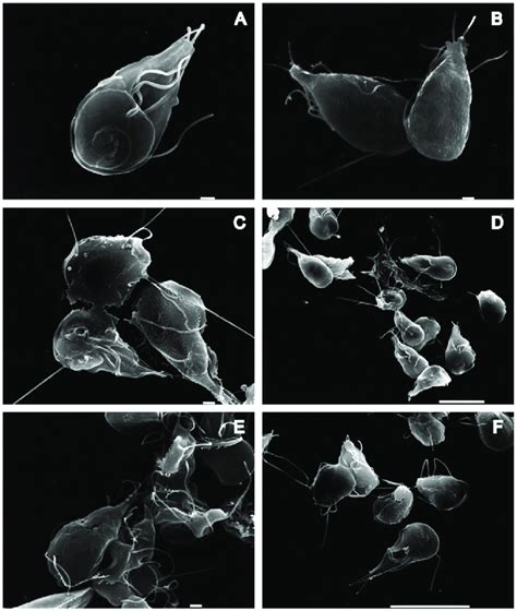 Sem Micrographs Of Giardia Lamblia Trophozoites Treated With Cd And La