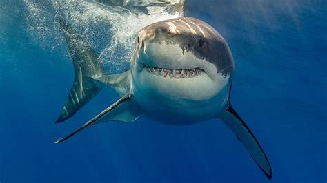 Shark Attack At Deadliest Beach In America Sees Surfer Bitten By