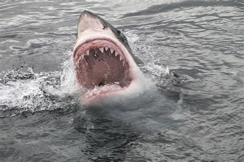 Shark Attack Dna Test Shows Great White Attacked California Boy