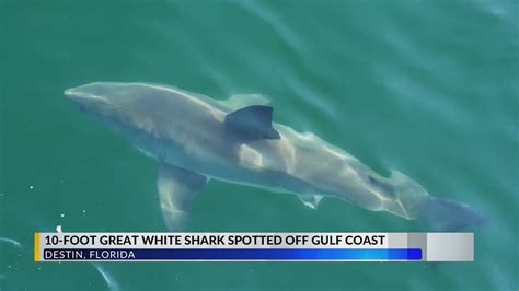 Destin Shark Attack Incident