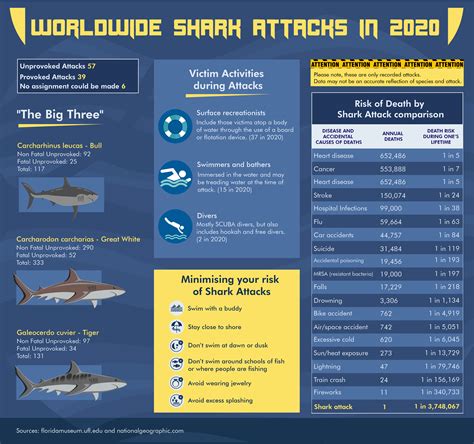 Shark Attack Infographics Why You Don T Need To Be Afraid Of Sharks