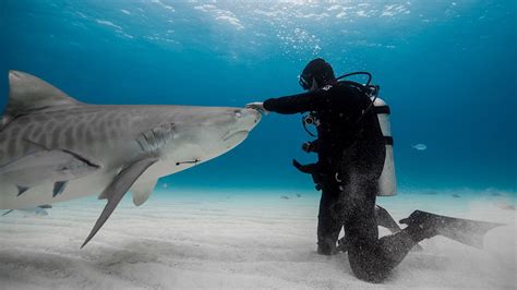 Shark Attack Survivor Is On A Mission To Protect These Animals Fear