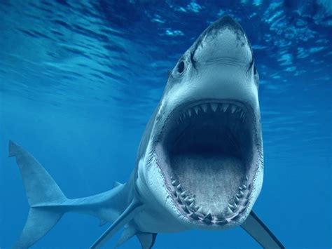 Shark Attacks Are Rare And Fatal Bites Are Even Less Common Across