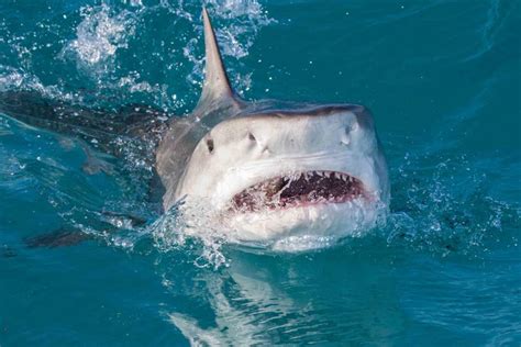 Shark Attacks New Zealand Woman Walking In Knee Deep Water