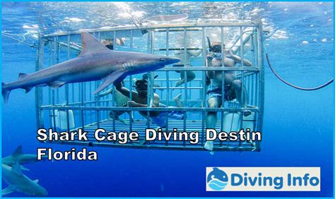 Shark Diver Shark Diving Swimming With Sharks Destin Florida Shark Tournament Poll