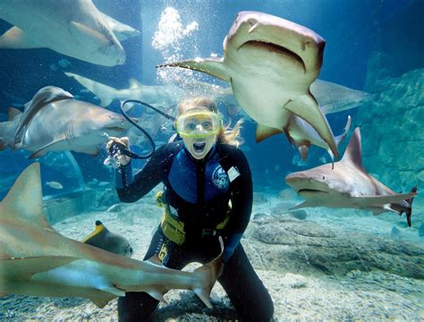 Shark Diver Shark Diving Swimming With Sharks Working With