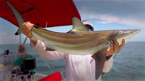 Shark Fishing Tips Part2 Youtube