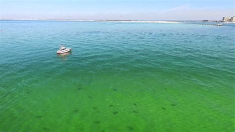 Shark Gathering Outside Destin Pass Florida Youtube