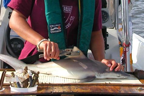 Shark Identification For Cooperative Shark Tagging Program S W Noaa Fisheries