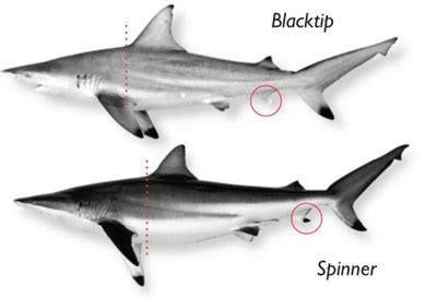 Shark Limits And Identification Texas Parks Wildlife Department