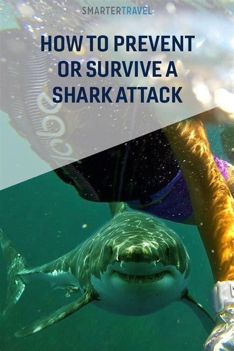 Shark Safety Tips Everything You Need To Know About Shark Attacks