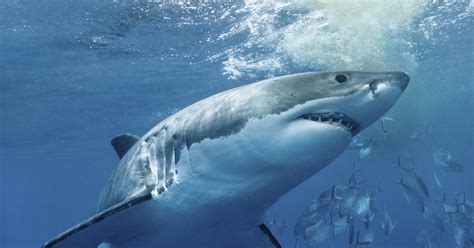 Shark Safety Tips How To Stay Safe In The Water