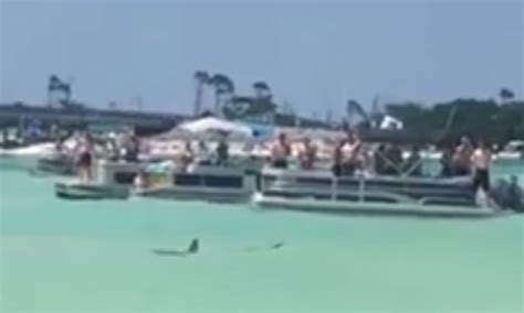 Shark Spotted At Crab Island On Memorial Day Weekend Get The Coast