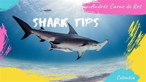 Shark Tips Col Mbia Andr S Carne De Res Youtube