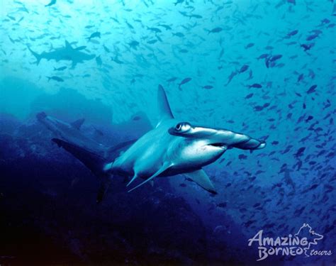 Shark Week 2019 5 Sharks You Can Spot In Sabah S Waters Travelogue