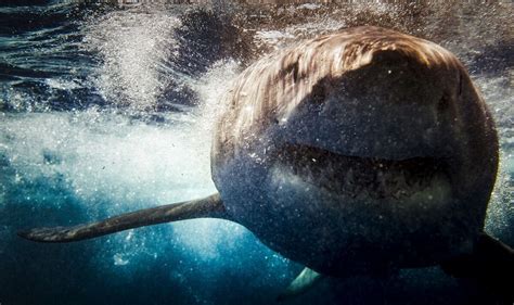 Shark Week Experts Reveal How To Survive An Attack As Violent Hot Spots Mapped Science News