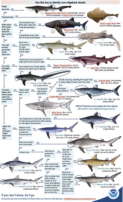 Sharks Maryland Fishing Eregulations