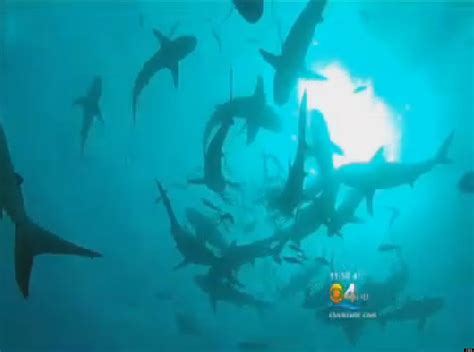 Sharks Swarm Florida Beach By The Thousands Beaches Closed Video Huffpost