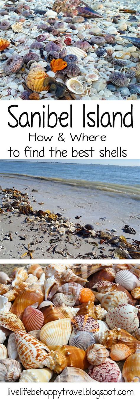 Shelling A Collection Of Outdoors Ideas To Try Sanibel Island Sea Shells And Fort Myers